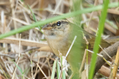 Phylloscopus schwarzi