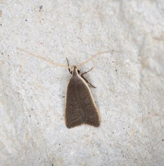 Homaloxestis multidentalis