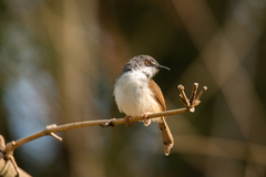 Prinia hodgsonii