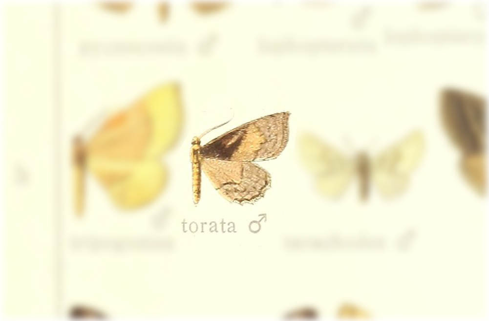 Asthenotricha torata