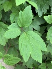 Artemisia lactiflora