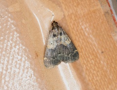 Hydrillodes nilgirialis