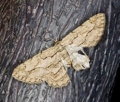 Hypomecis transcissa