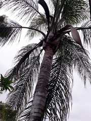 Arecaceae