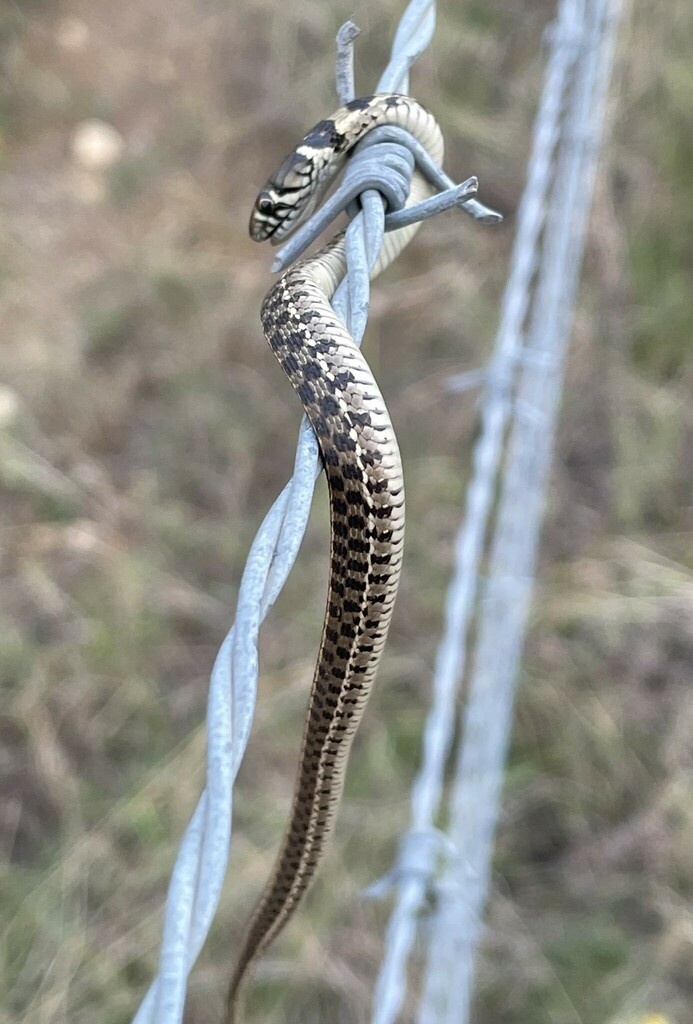 Checkered Garter Snake from Kendall County, TX, USA on October 26, 2023 ...