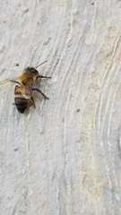 Apis mellifera