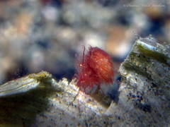 Phycocaris simulans