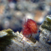 Phycocaris simulans