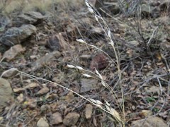 Piptochaetium fimbriatum