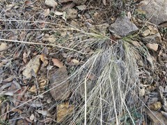 Piptochaetium fimbriatum