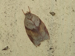Euchaetis crypsichroa