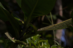 Lamprospilus draudti