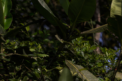 Lamprospilus draudti