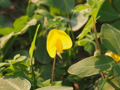 Arachis duranensis