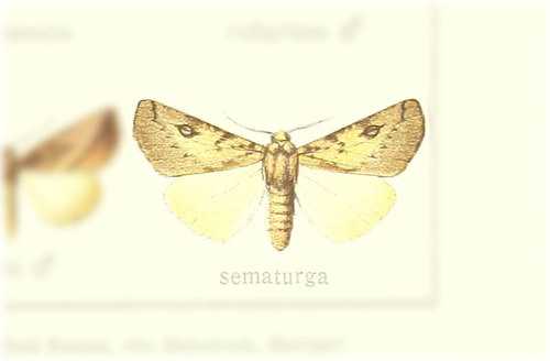 Mauna sematurga