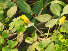 Arachis duranensis