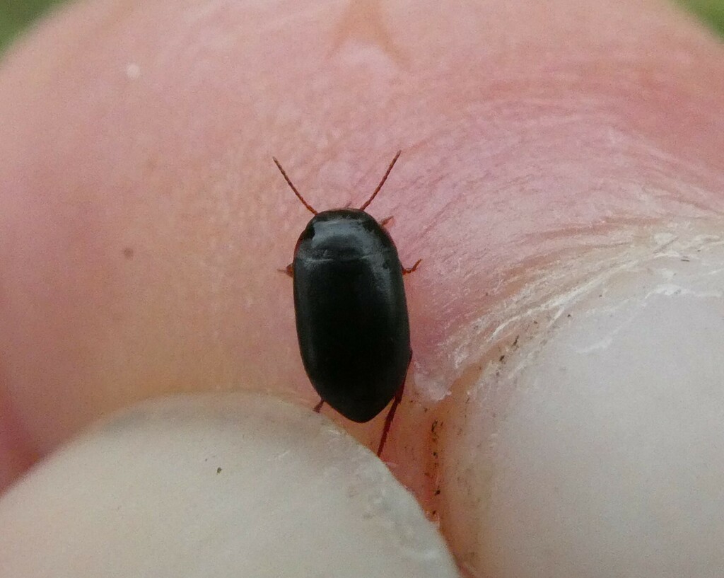 Hydroporus melanarius