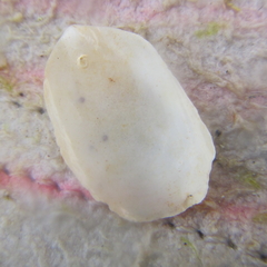 Maoricrypta sodalis