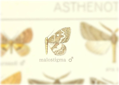 Asthenotricha malostigma