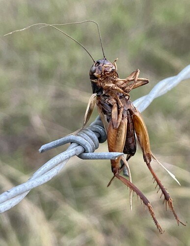 Common Short-tailed Cricket photo 2