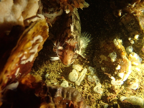 Tompot Blenny, Zeeuwse meren, 158_13_400, NL, photo 9 of 10