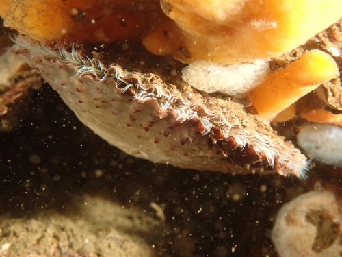 Variegated Scallop, Zeeuwse meren, 158_13_400, NL, photo 5 of 10