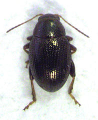 Chaetocnema paspalae
