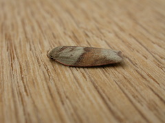 Euchaetis crypsichroa