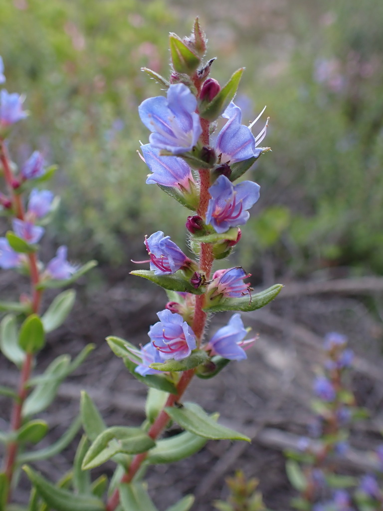 Karoo Healthbush