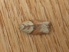 Euchaetis crypsichroa