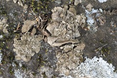 Dermatocarpon miniatum