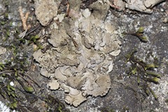 Dermatocarpon miniatum