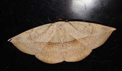 Hypopyra vespertilio