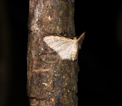 Idaea costiguttata