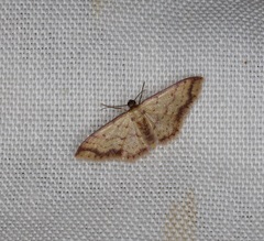 Idaea impexa