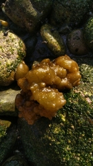 Ectocarpales