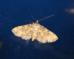 Lamprosema tampiusalis