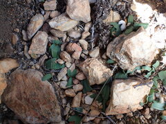 Drimia platyphylla