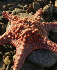 Pentaceraster cumingi