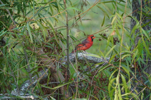 Northern Cardinal photographed in Louisiana