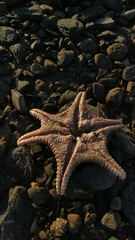 Pentaceraster cumingi