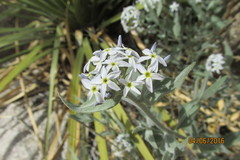 Amsonia tomentosa
