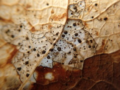 Coccomyces dentatus