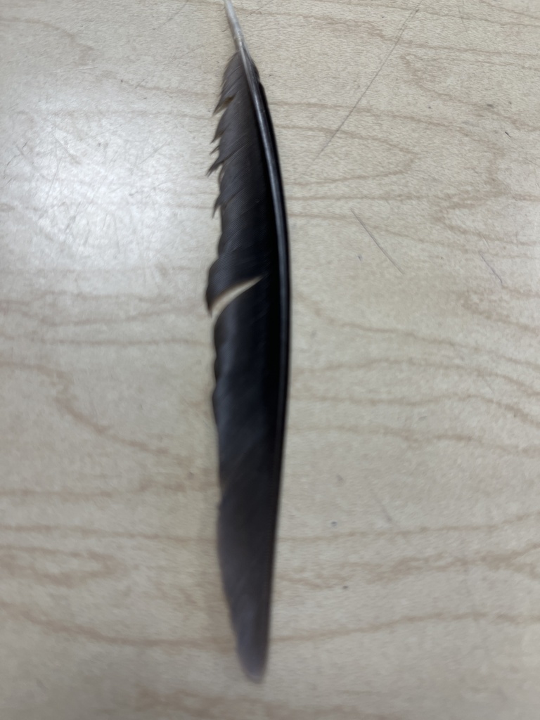 Birds from River Rd, Waunakee, WI, US on September 12, 2023 at 0900 AM by mrspretzel · iNaturalist