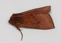 Orthosia transparens