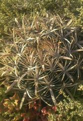 Ferocactus fordii borealis