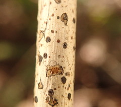 Coccomyces dentatus