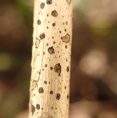Coccomyces dentatus