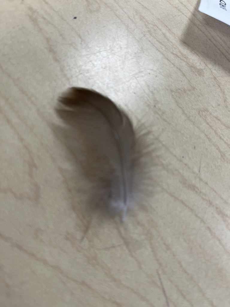 Birds from River Rd, Waunakee, WI, US on September 22, 2023 at 0900 AM by mrspretzel · iNaturalist