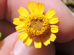 Acmella oppositifolia